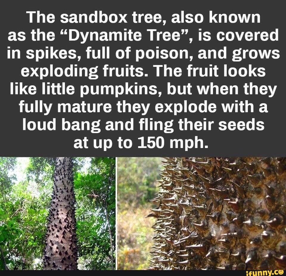 The sandbox tree, also known as the "Dynamite Tree", is covered in spikes, full of poison, and