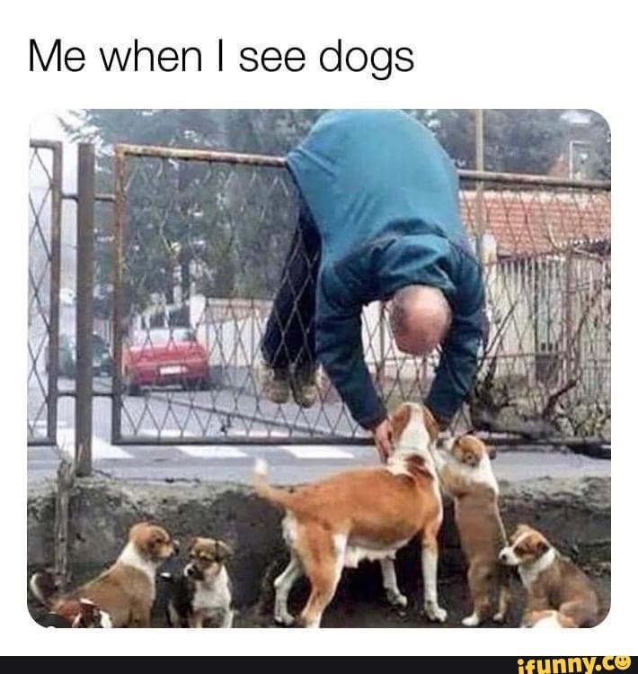 Me when I see dogs