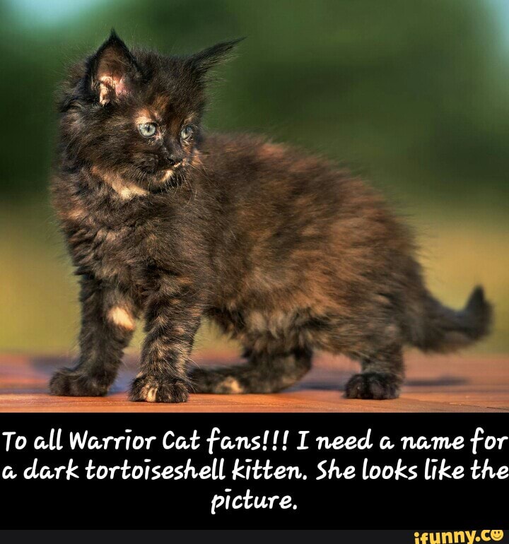 To Au Warrior Cat Fans I Need A Name For A Dark Tortoisesheu Kitten She Looks