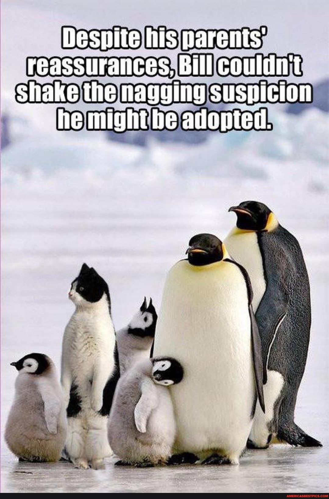 Desnite his parents' reassurances, Bill couldn't
~ Shake the nagging suspicion fe might be adopted.