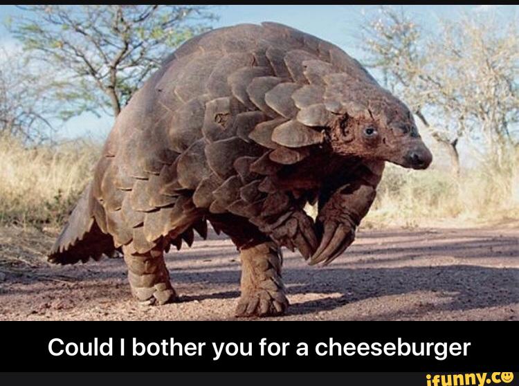 Could I bother you for a cheeseburger - Could I bother you for a cheeseburger