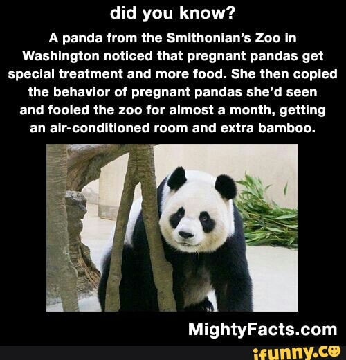 did you know?
A panda from the Smithonian's Zoo in
Washington noticed that pregnant pandas get
special treatment and more food. She then copied
the behavior of pregnant pandas she'd seen
and fooled the zoo for almost a month, getting
an air-conditioned room and extra bamboo.
MightyFacts.com