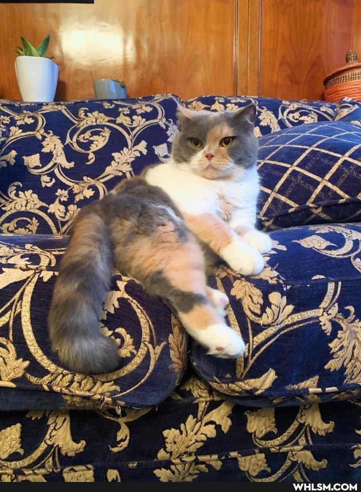 cat, cats, love