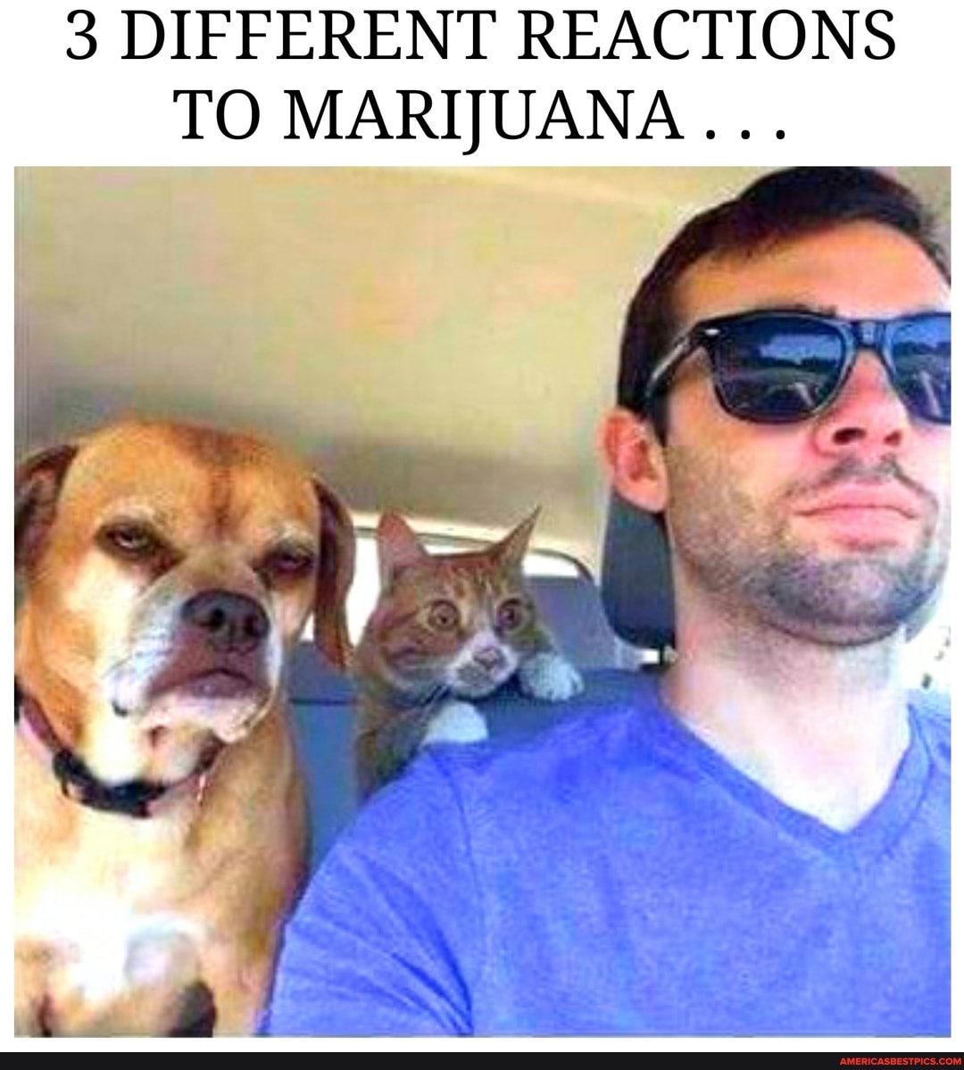 3 DIFFERENT REACTIONS TO MARIJUANA...