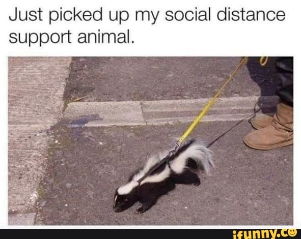 Just picked up my social distance
support animal.