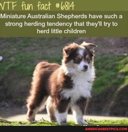 VTF fun fact Miniature Australian Shepherds have such a strong herding