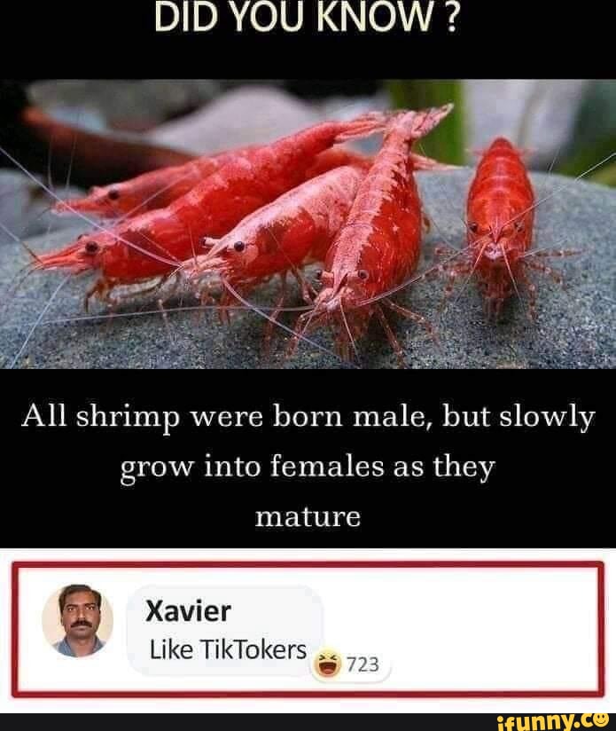 DID YOU KNOW ? I All shrimp were born male, but slowly grow into females as  they mature Xavier Like TikTokers - iFunny