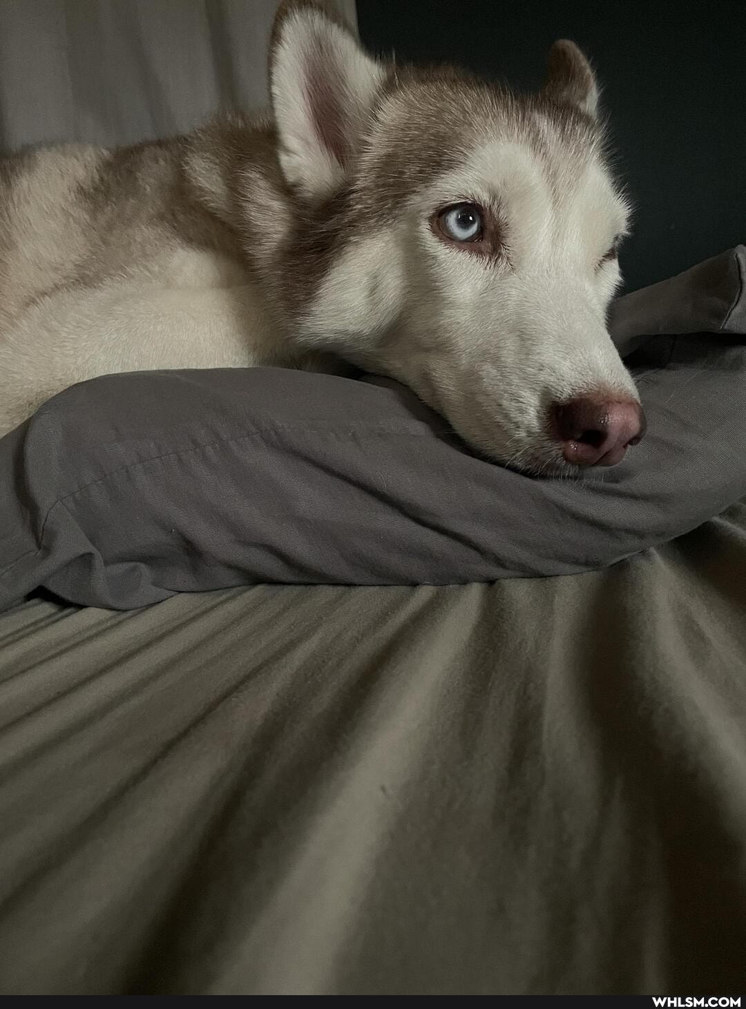 dog, aww, husky, pets