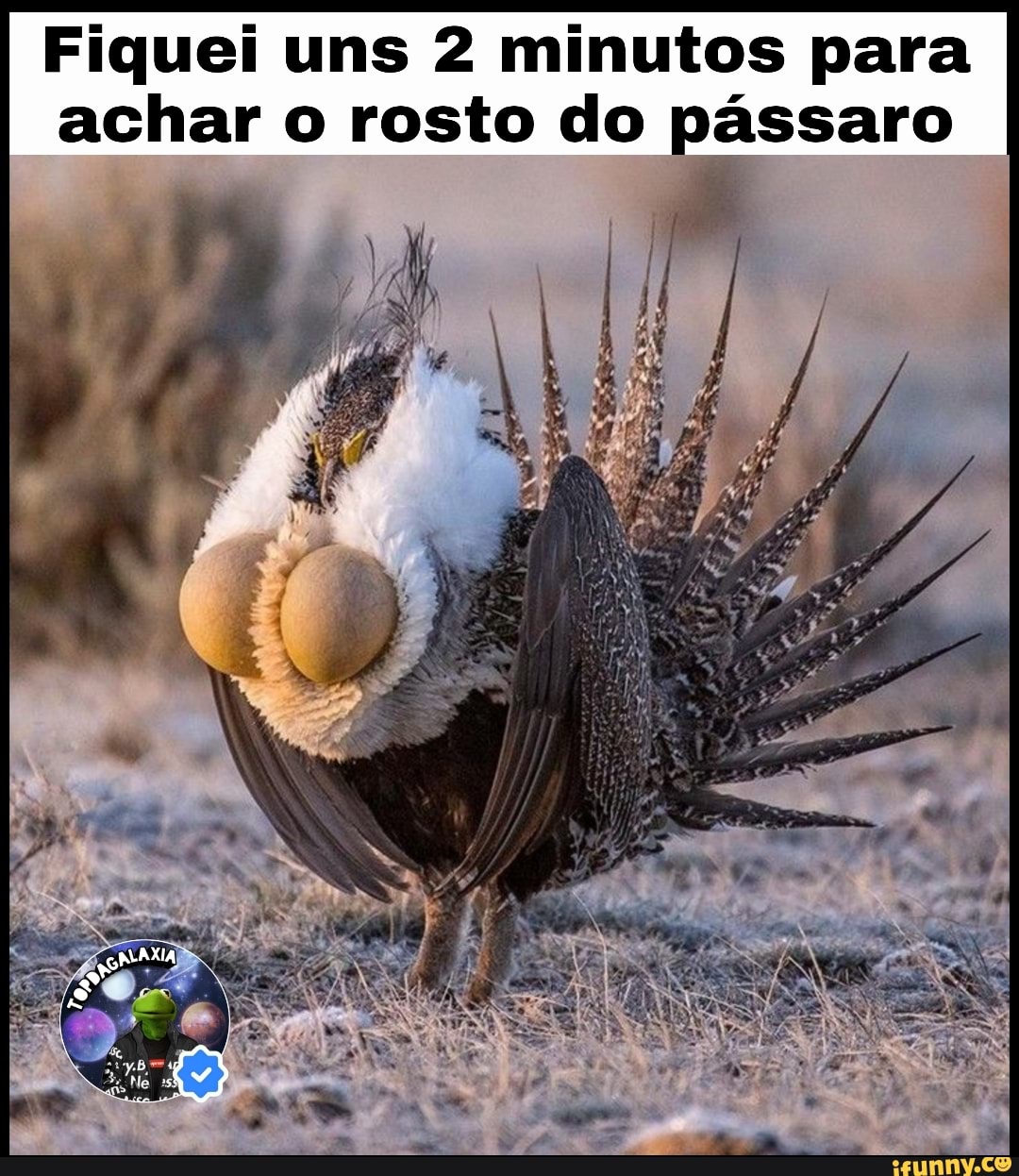 Fiquei uns 2 minutos para achar o rosto do pássaro