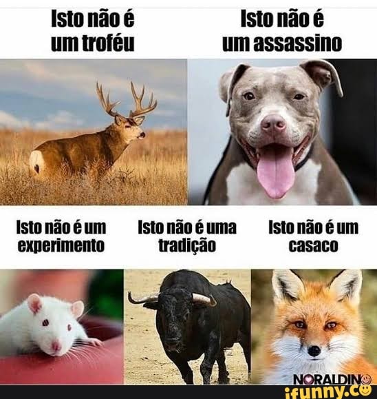 Isto não é Isto não é um troféu um assassino
Istonãoéum Istonãoéuma Istonão é um experimento tradição casaco
NORAILDINS