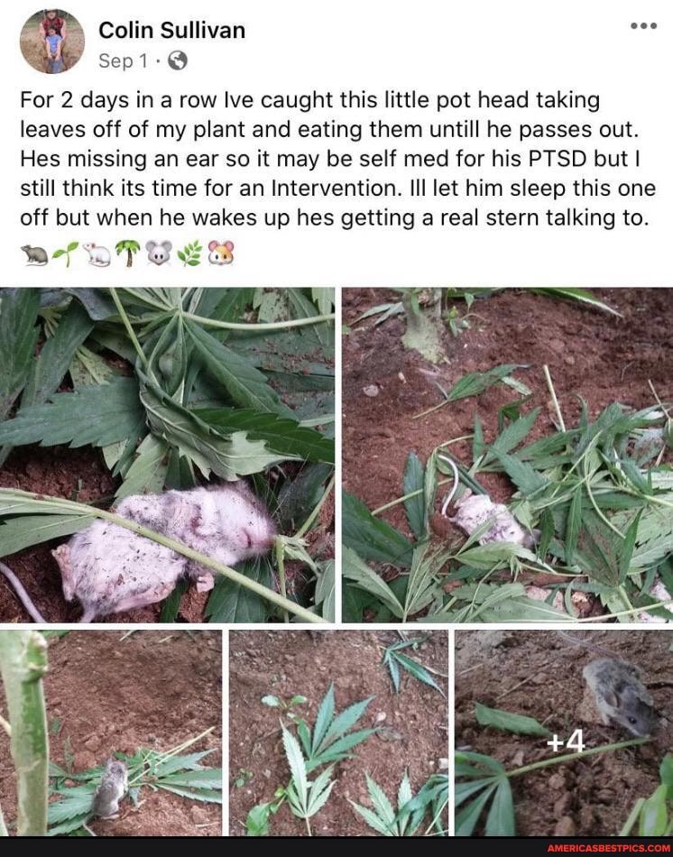Colin Sullivan
Sep
For 2 days in a row lve caught this little pot head taking leaves off of my plant and eating them untill he passes out.
Hes missing an ear so it may be self med for his PTSD but I still think its time for an Intervention. Ill let him sleep this one off but when he wakes up hes getting a real stern talking to.