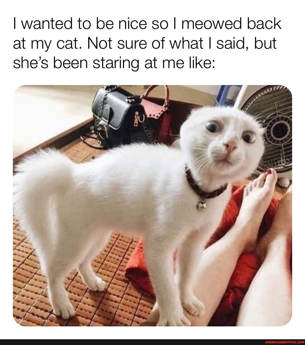 I wanted to be nice so I meowed back at my cat. Not sure of what I said, but she's been staring at me like:
he