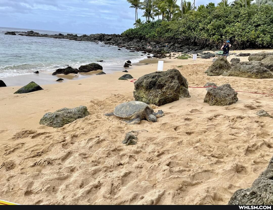 oahu, seaturtles, honuparking, seatanks