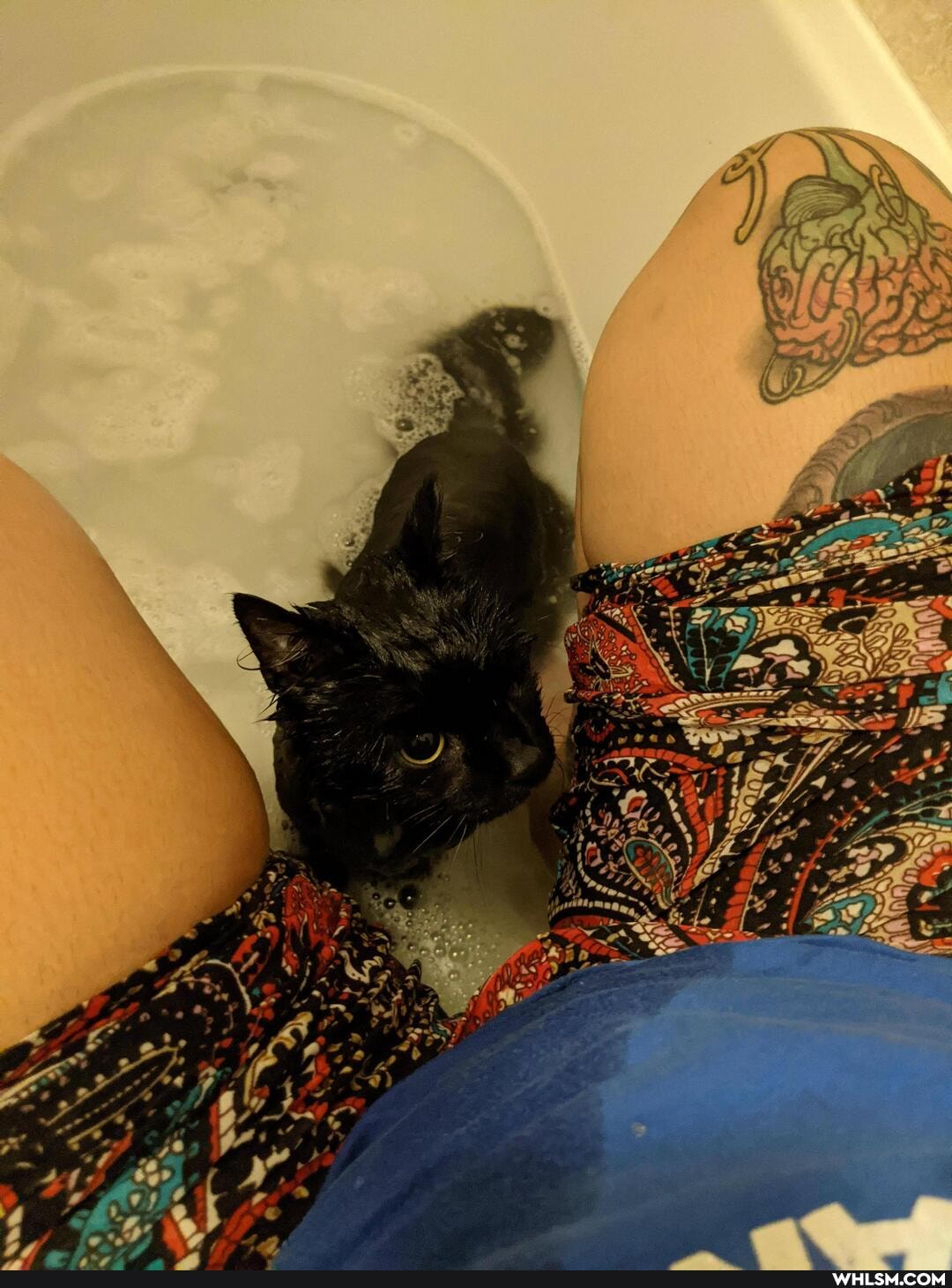 cat, caturday