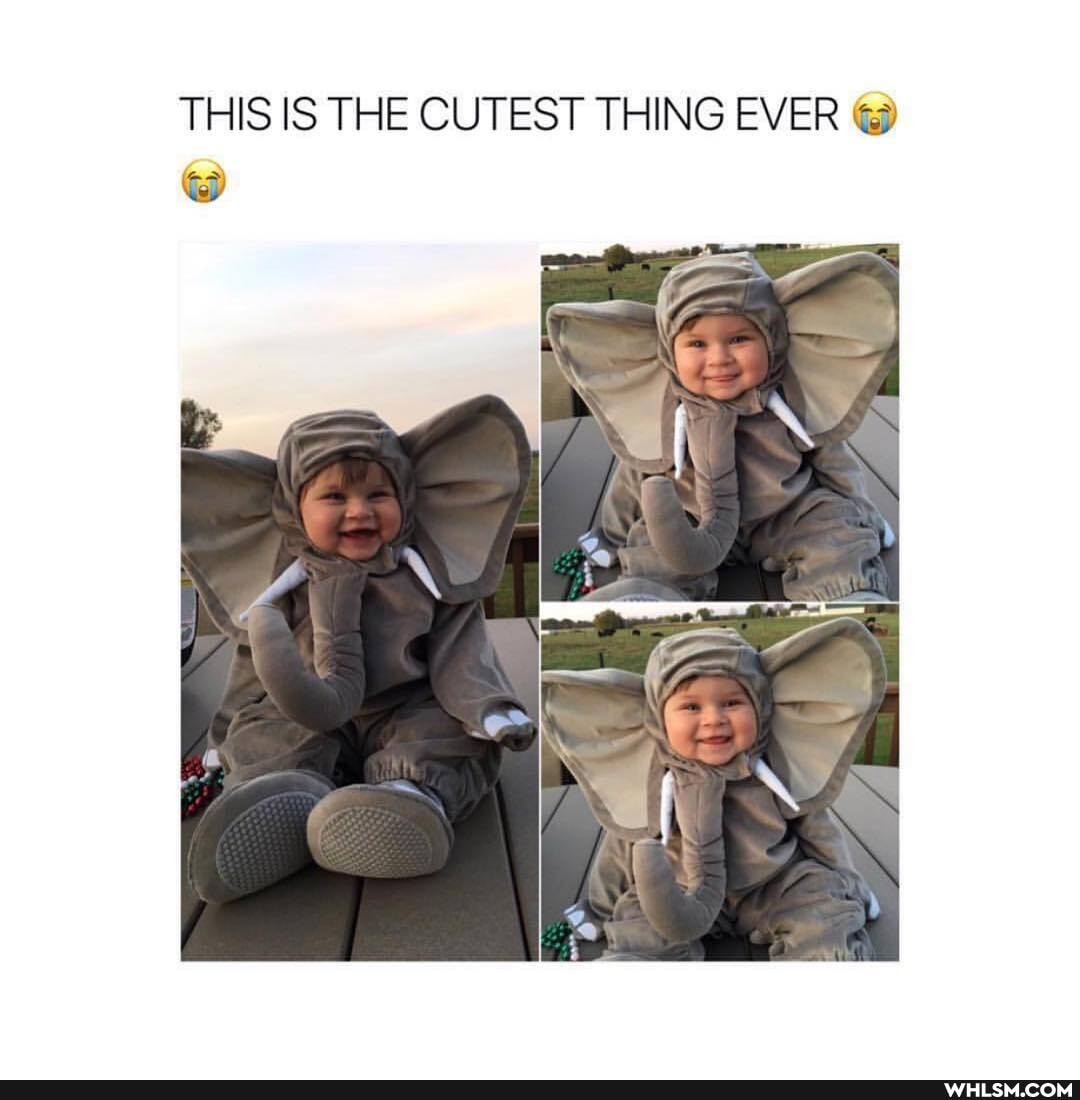 THIS IS THE CUTEST THING EVER