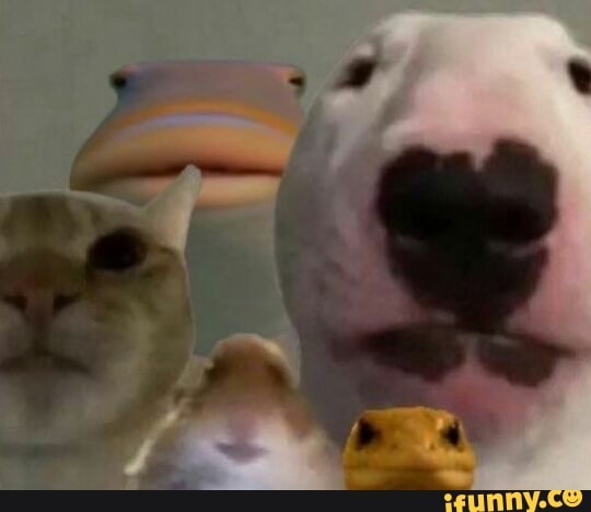 shitpost, hello