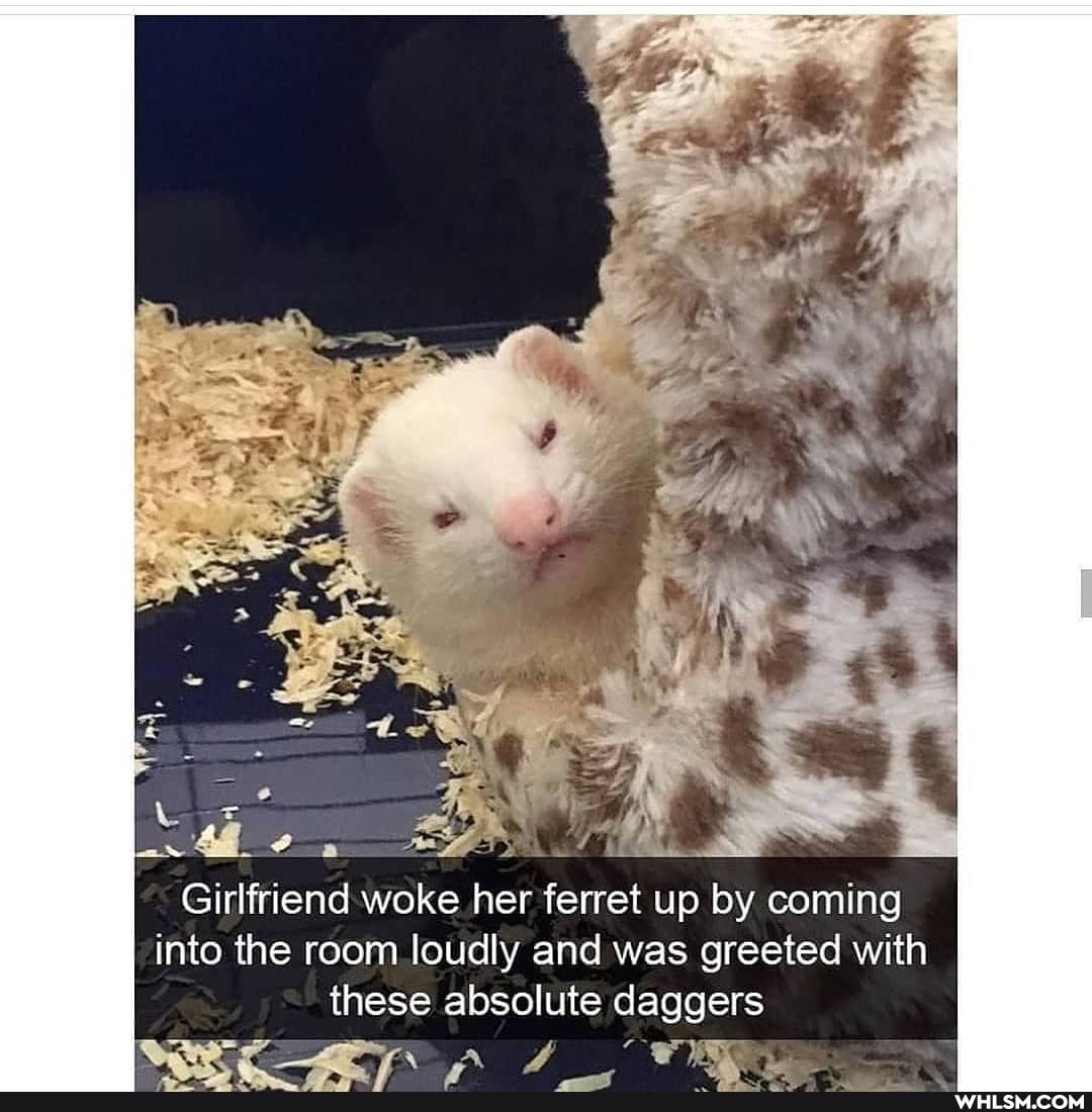 Girlfriend woke her ferret up by coming into the room loudly and was greeted with these absolute daggers