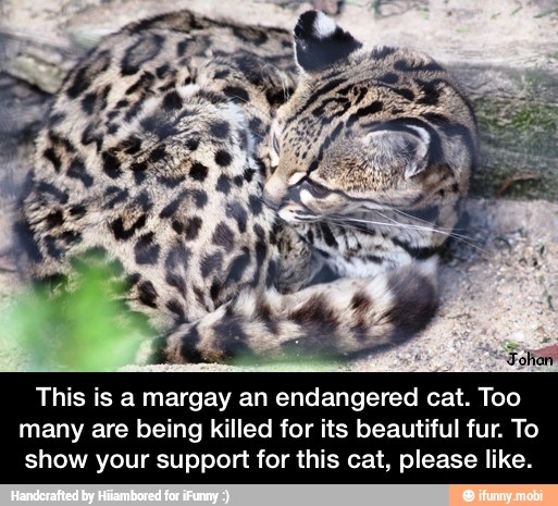 This is a margay an endangered cat. Too
many are being killed for its beautiful fur. To
show your support for this cat, please like. - This is a margay an endangered cat. Too many are being killed for its beautiful fur. To show your support for this cat, please like.