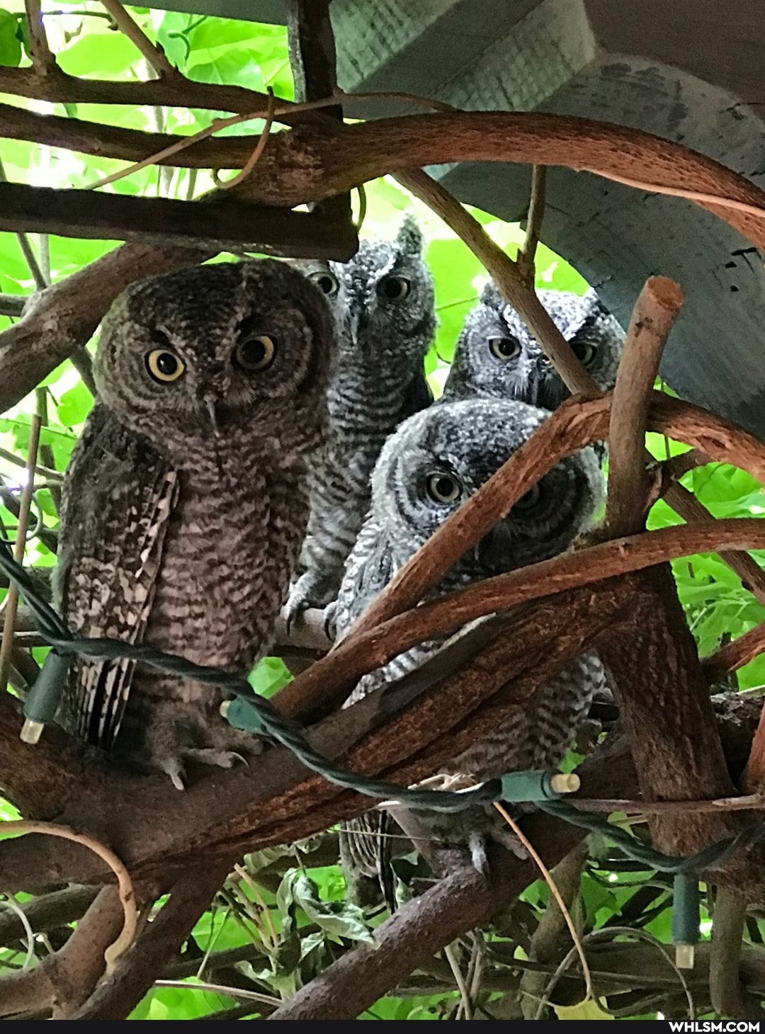 owl, nature, birds, baby_animals
