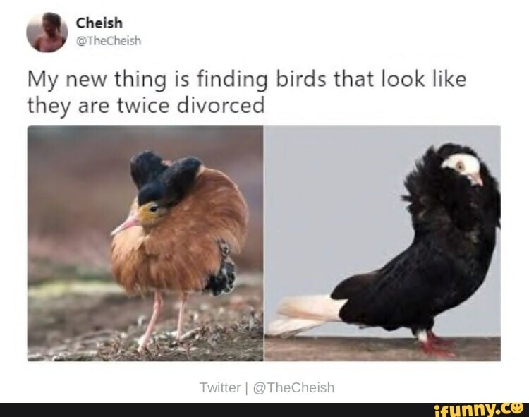 Cheish My new thing is finding birds that look like they are twice ...