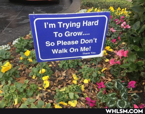 'm Trying Hard
To Grow...
So Please Don't
Walk On Me! Thank
Thank