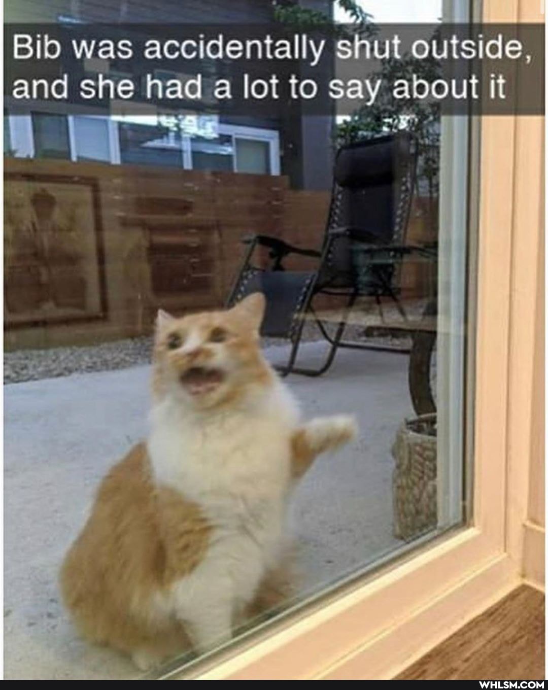 Bib was accidentally shut outside, and she had lot to say about it
