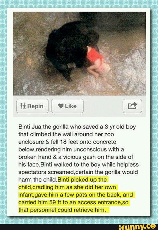 Binti Jua,the gorilla who saved a 3 yr old boy
that climbed me wall around her zoo
enclosure & fell 18 feet onto concrete
below,rendering him unconscious with a
broken hand & a vicious gash on the side of
his faceBinti walked to the boy while helpless
spectators screamed,cenain the gorilla wou‘d
harm the childBinti picked up lhe
child,cradling him as she did her own
infant,gave him a few pats on the back, and
carried him 59 fl to an access enirance,so
that personnel could remave him.