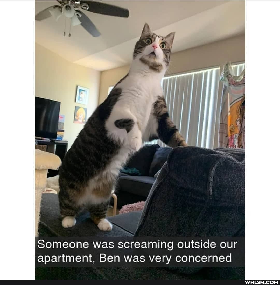 Someone was screaming outside our apartment, Ben was very concerned