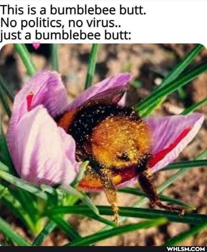 his is a bumblebee butt.
No politics, no virus..
just bumblebee butt:
aty