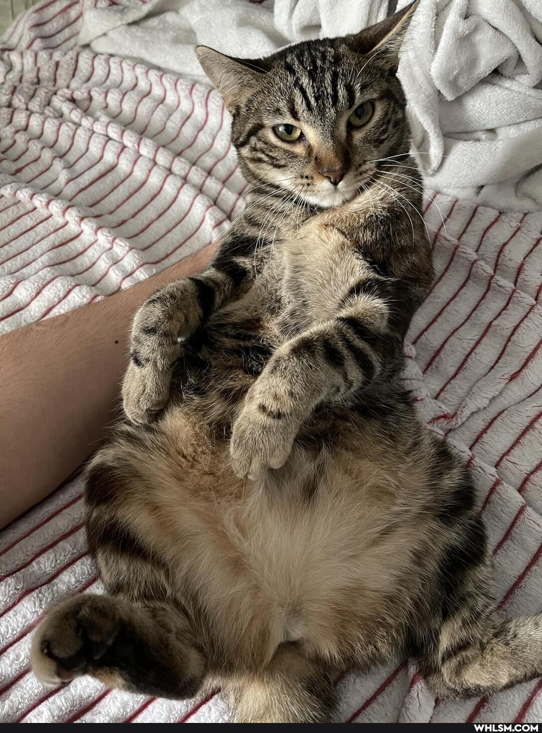 cat, cute_animal, cute_cat