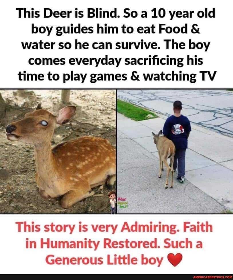 This Deer is Blind. So a 10 year old boy guides him to eat Food & water so he can survive. The boy comes everyday sacrificing his
time to play games & watching TV
This story is very Admiring. Faith in Humanity Restored. Such a
Generous Little boy