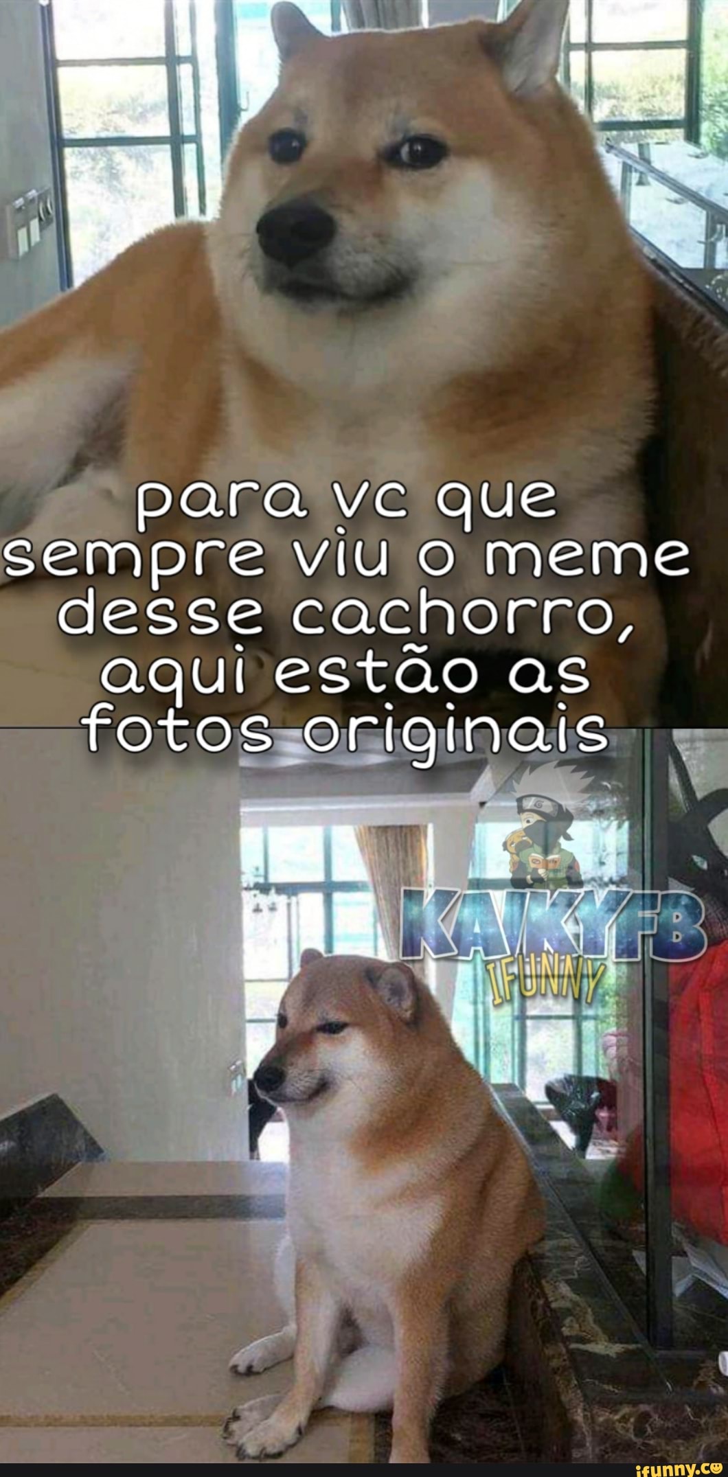para ve que
sempre viu o meme
desse cachorro,
aqui estao as
fotossoniginais E