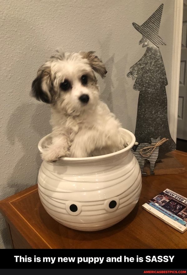 This is my new puppy and he is SASSY - This is my new puppy and he is SASSY