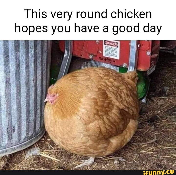 This very round chicken hopes you have a good day - seo.title