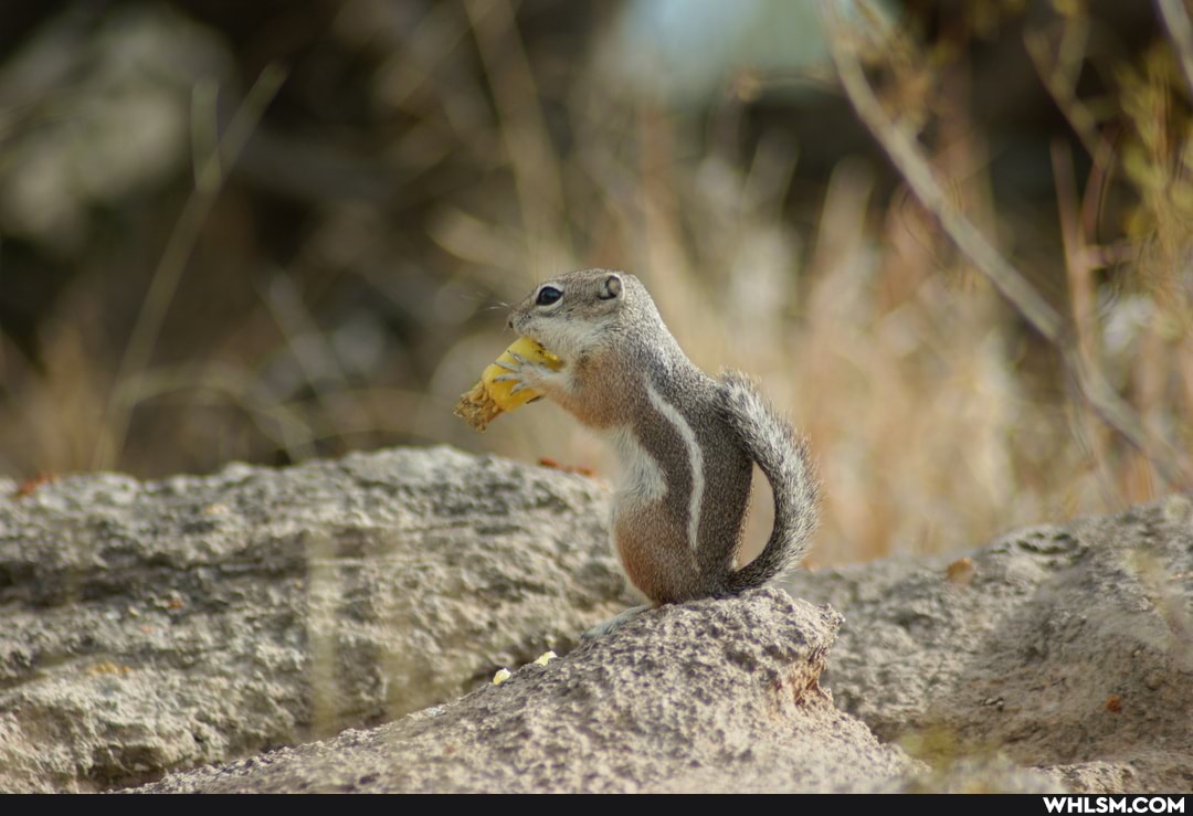 tucson, desert_museum, arizona, photography