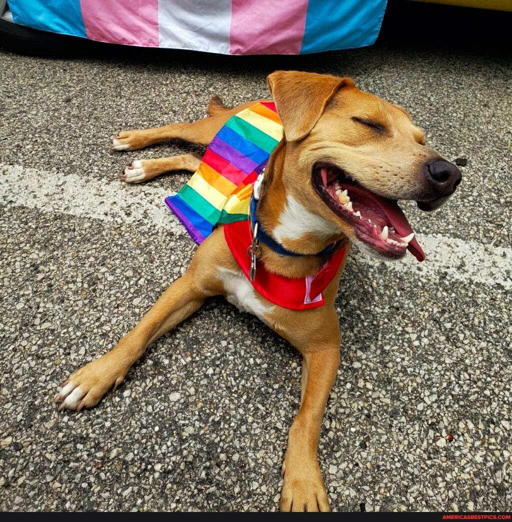 superpower, unconditional, love, tazmina_the_hound