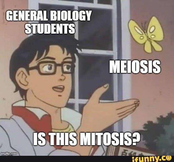 mitosis funny