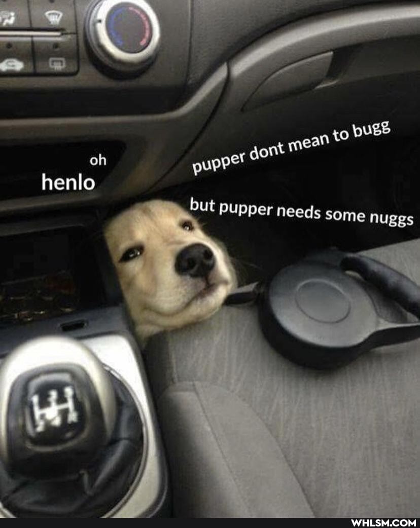 go DUES gont oh henlo but pupper needs some nu