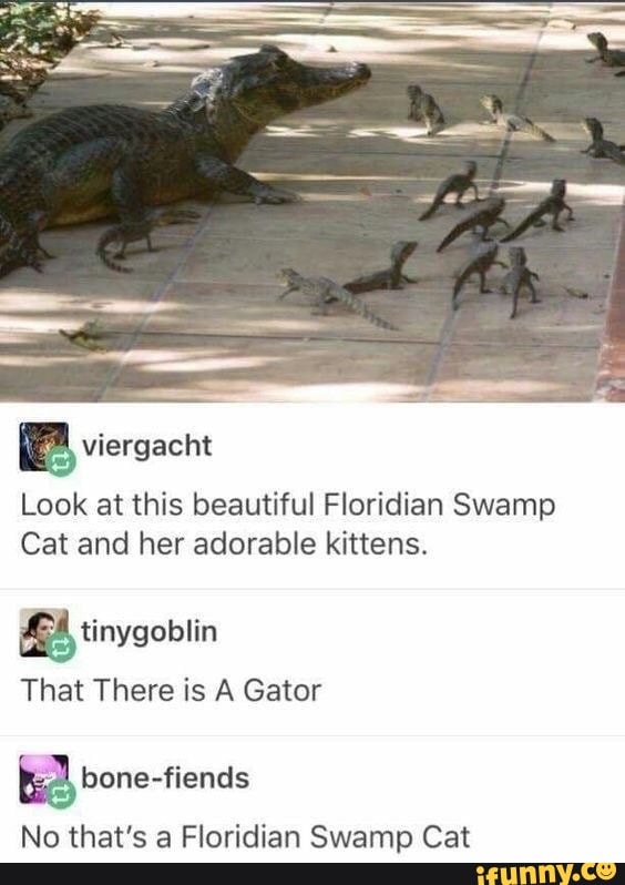 Look at this beautiful Floridian Swamp Cat and her adorable kittens ...