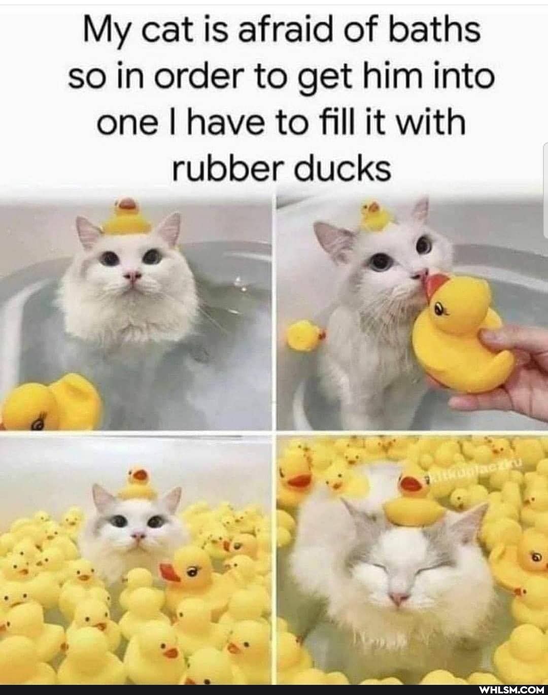 My cat is afraid of baths so in order to get him into one I have to fill it with rubber ducks