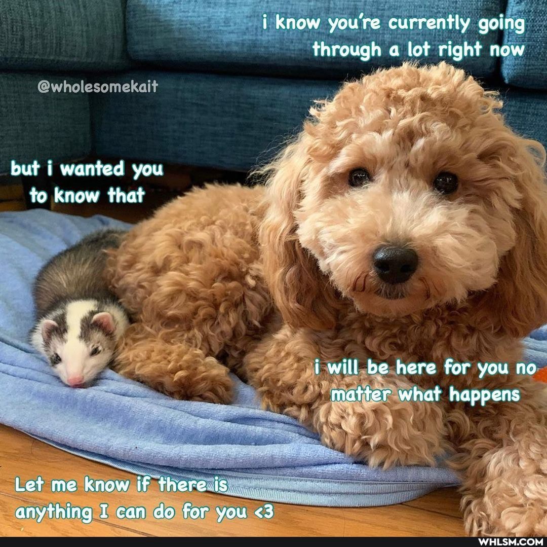 i know you're currently going through a lot right now
@wholesomekait
but i wanted you to know that
i will be here for you no matter what happens
Let me Know if there is anything I can do for you <3