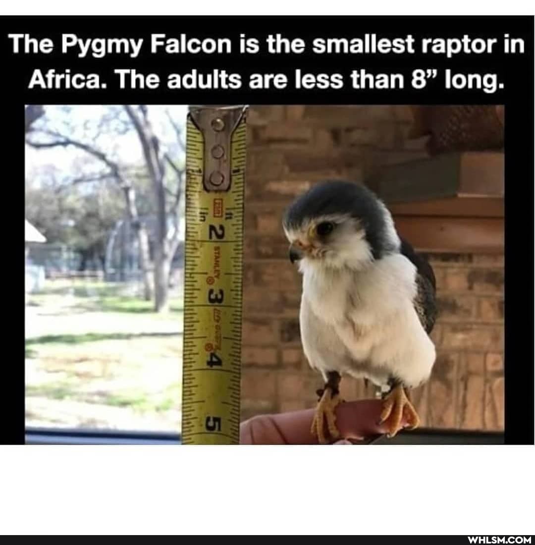 Africa. The adults are less than 8" long.
he Pygmy Falcon is the smallest raptor in