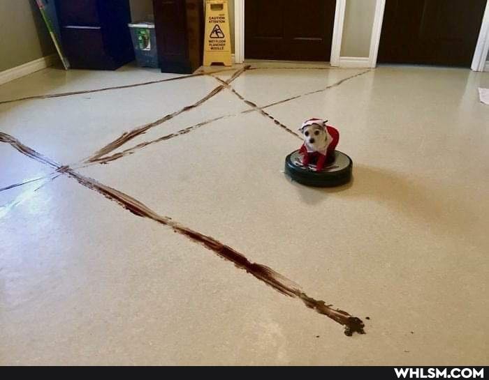 funny, dog, doggo