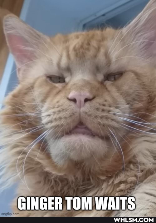 GINGER TOM WAITS