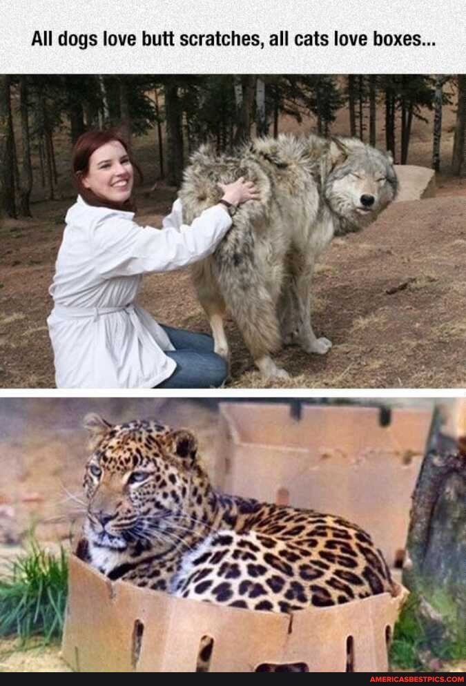 All dogs love butt scratches, all cats love boxes...