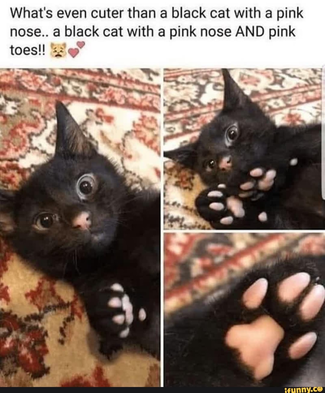 What's even cuter than a black cat with a pink
nose.. a black cat with a pink nose AND pink