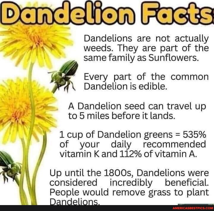 DandelioniEacts Dandelions are not actually weeds. They are part of the