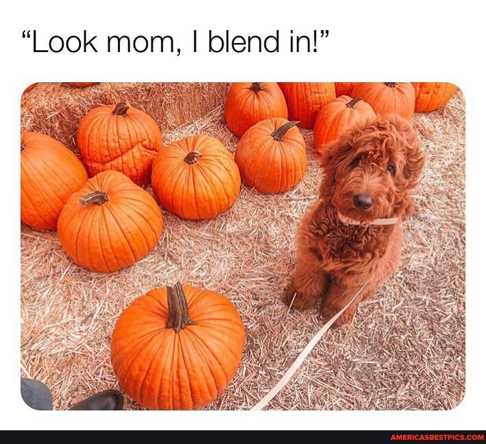 lend in!"
"Look mon