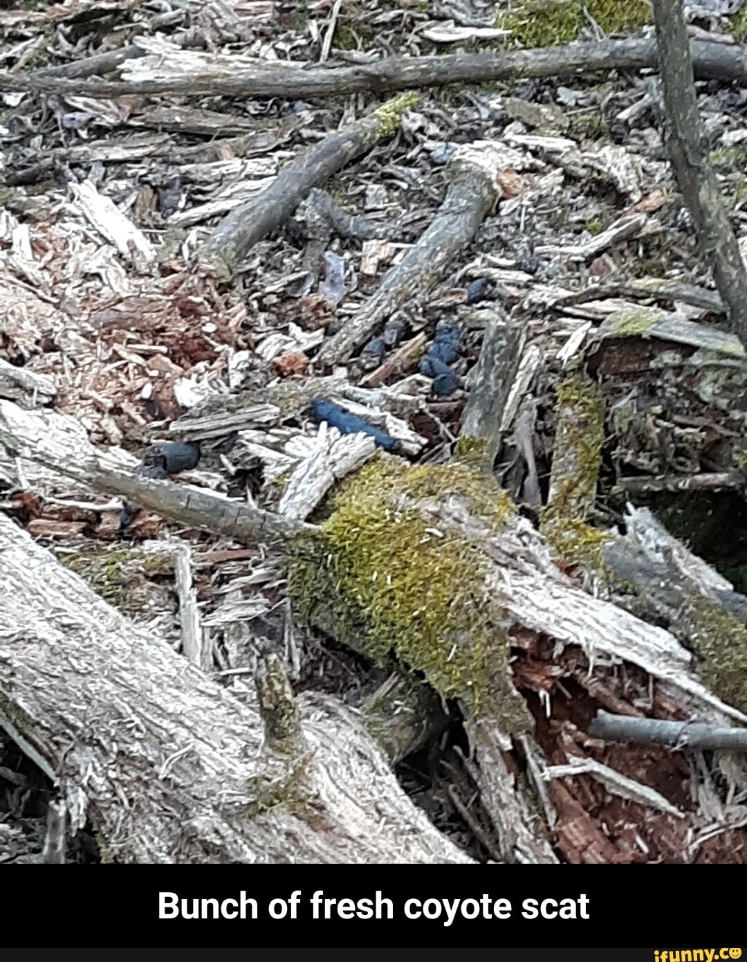 Bunch of fresh coyote scat - Bunch of fresh coyote scat