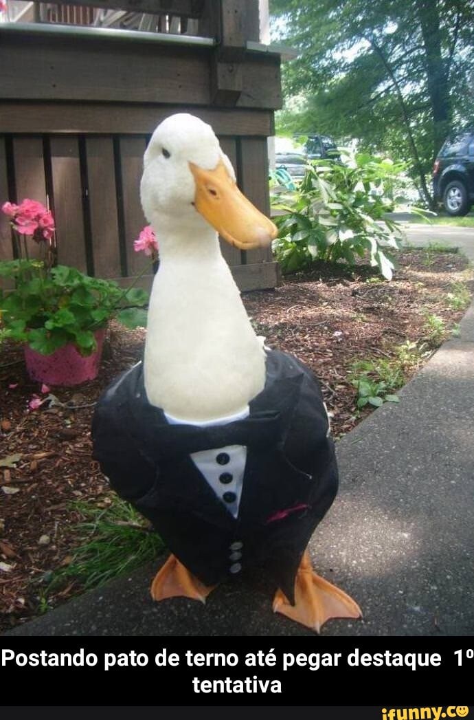 Postando pato de terno até pegar destaque tentativa - Postando pato de terno até pegar destaque 1⁰ tentativa